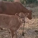 בקתה Casa Rural-granja *