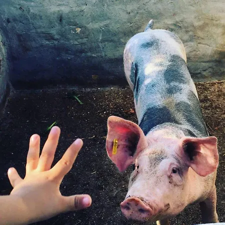 Chalet Casa Rural-granja *