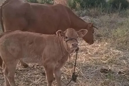 Шале Casa Rural-granja *