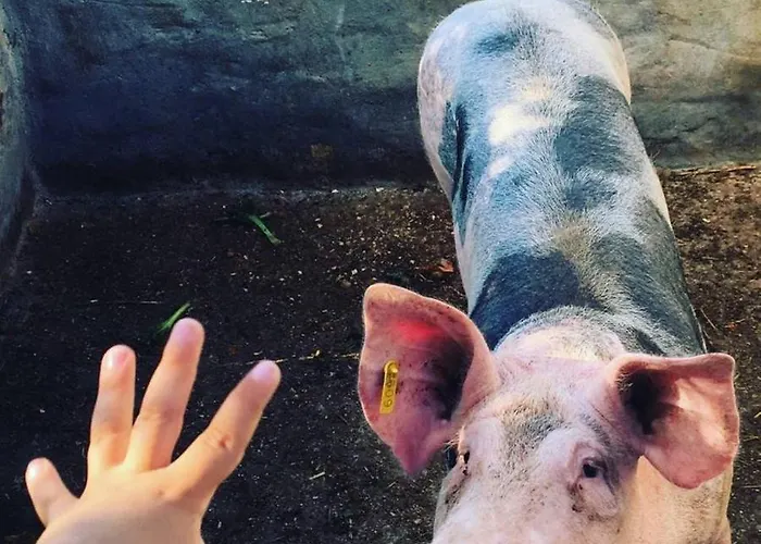 Шале Casa Rural-granja *